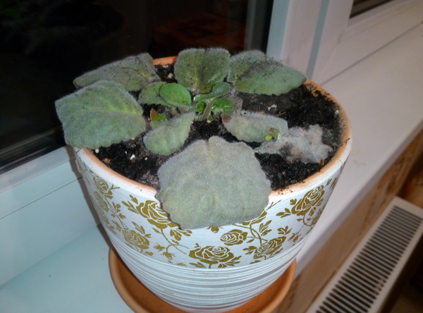 Флористы, ботаники, на помощь!