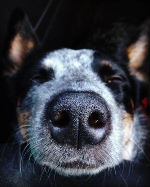 sleeping nose - My, Australian Heeler, Dog, Animals, Dream, Nose, Close-up