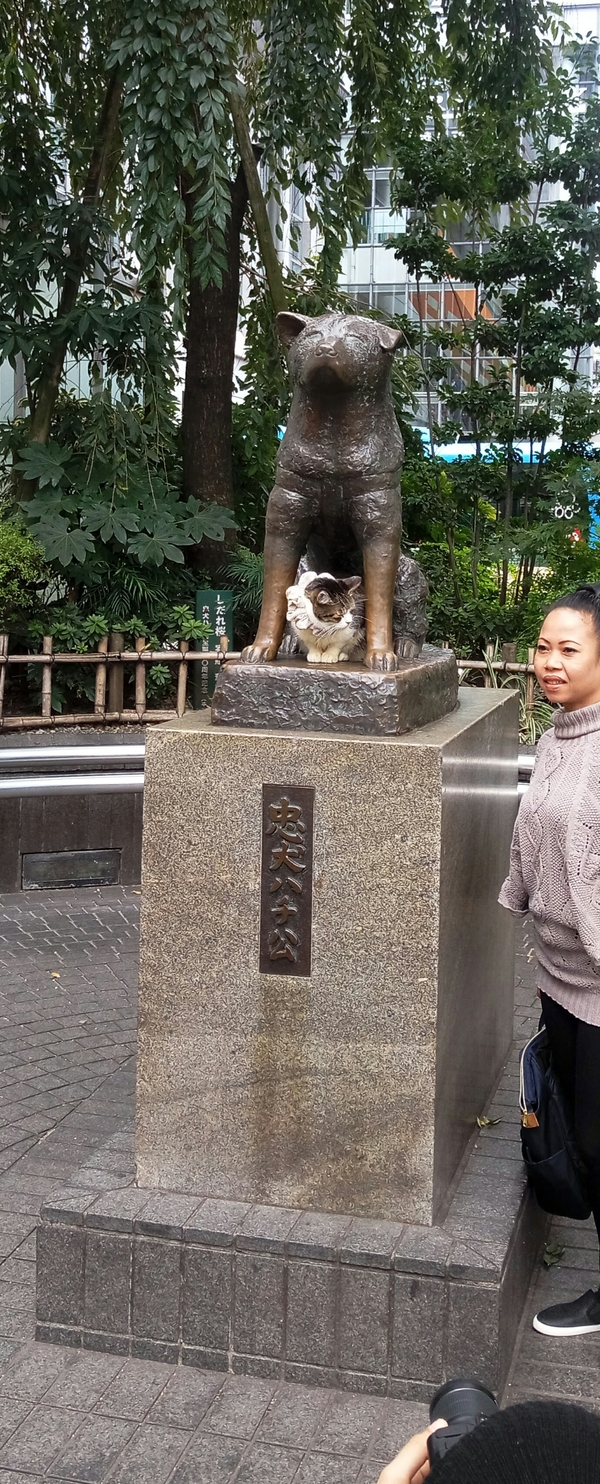 Кошка с Хатико
