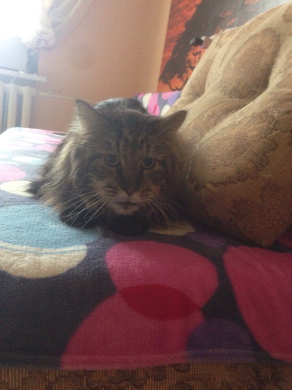 Timoshka the cat is looking for a home - My, Permian, cat, Maine Coon, In good hands, Is free, Longpost