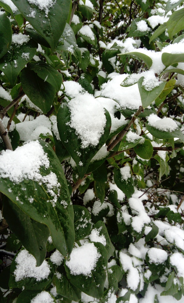 Siberian October pleases - My, Novosibirsk, October, Snow