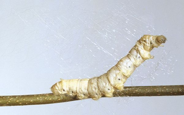 SCIENCE HAS ALLOWED SILKMOTH CATERARS TO PRODUCE SUPER-STRENGTH SILK THREAD - Graphene, Carbon nanotubes, The science, Silkworm, China, Silk, 