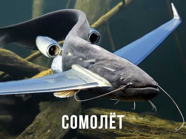   ,  (),  , 