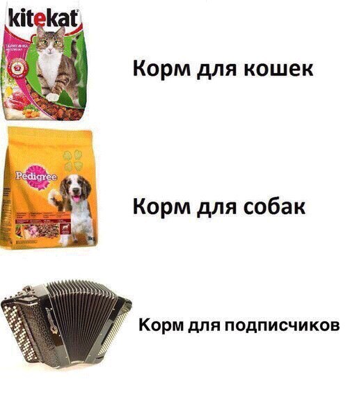 Still don't want to eat? - Food, Russia, Hot, Animal feed, Dog, Accordion, cat, Repeat