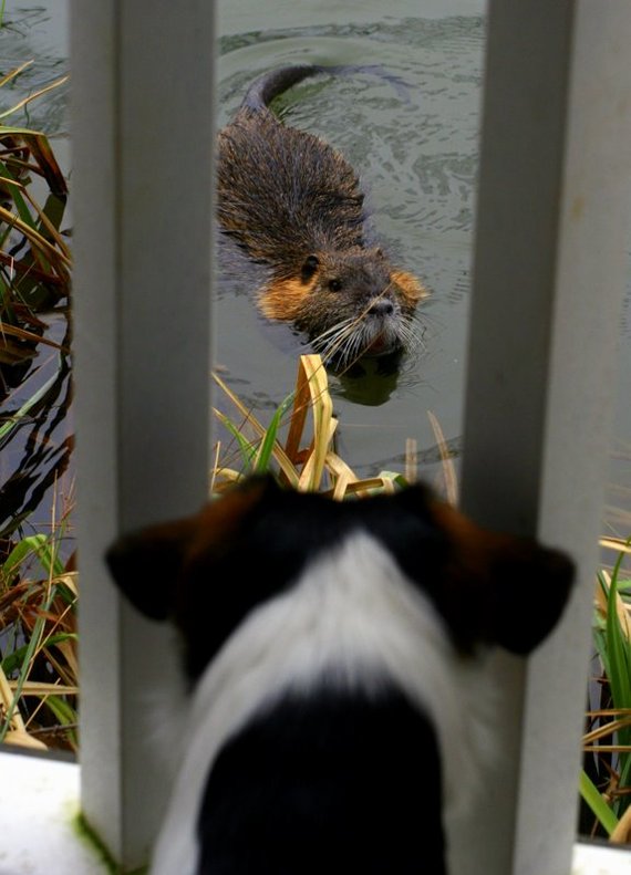 What the... - Photo, Dog, Meeting, Nutria