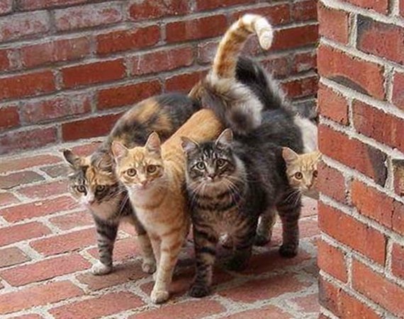 D'Artagnan and the Three Musketeers - cat, Associations