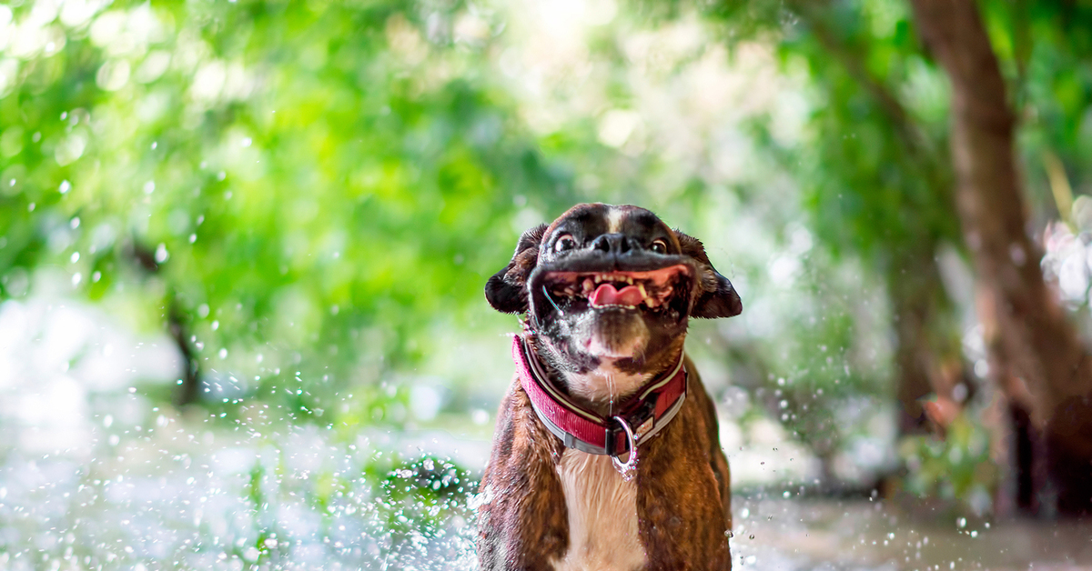 Dog like me. Радостная собака бежит. Счастливая собака бежит. Собака смешно бежит. Щенок в луже.