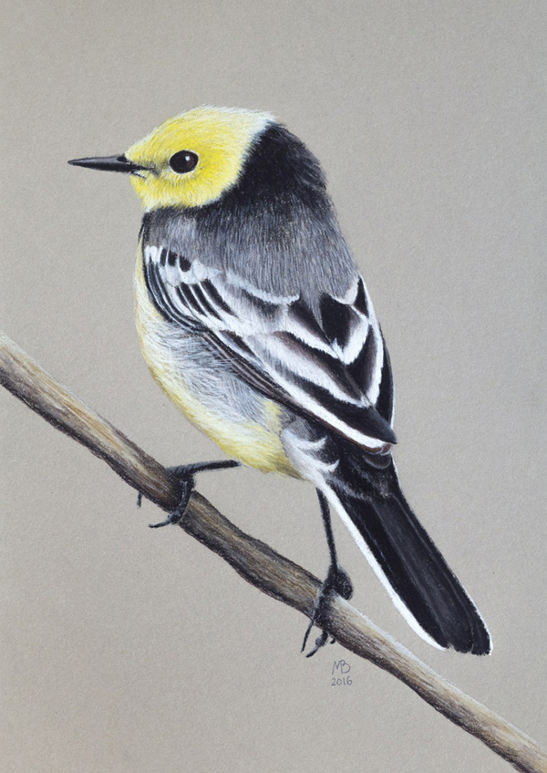 So different. Wagtails - My, Birds, Wagtail, Graphics, Longpost, My, Informative, Drawing