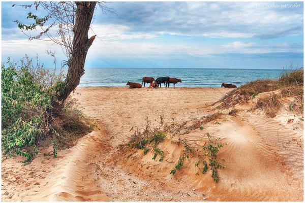 Velvet heifers of the velvet season - Heifers, Photo, Sea, Beach, Crimea