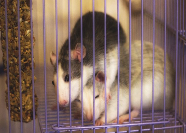 I love rats - My, Longpost, Decorative rats, First post, Mouse, Pets, Rat