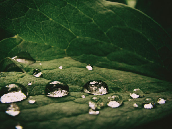 rain magic - My, Rain, Dew, Macro, Macrocosm, Greenery, Macro photography