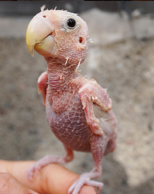 Say hi to Rhea, the featherless cutie. - A parrot, Lovebirds, Text, Disease, Birds, Article, Nobody reads tags, Longpost