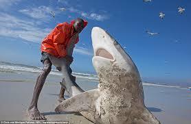A fisherman dragging a shark into the water caught in his net. - Shark, Fishermen