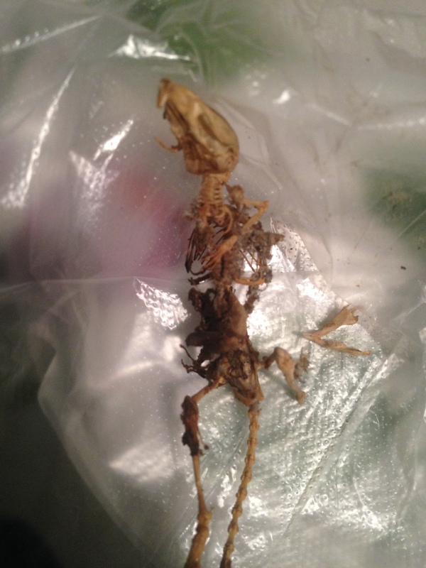 Угораздило...