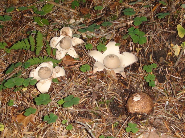 Red Book Mushrooms of Arkhyz - Mushrooms, Longpost, North Caucasus, The nature of Russia, My