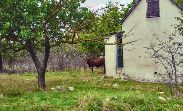 Grazing. - My, Animals, Cow, Walk, The photo, Photo, Autumn, Pentax, Soviet optics