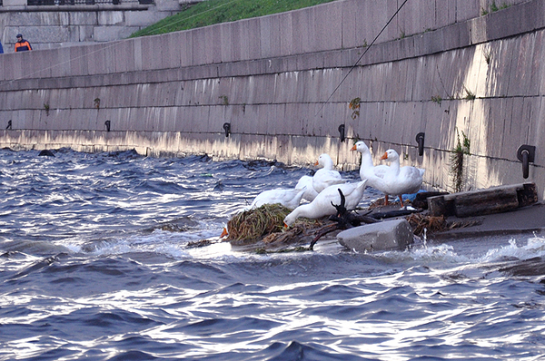 Geese on the Neva - My, , Гусь, Neva, River, Embankment, Saint Petersburg