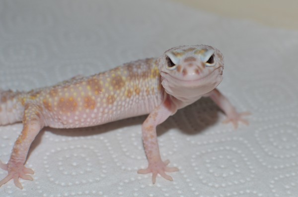 Well hello! What will make you happy? - My, Gecko, Lizard, Terrariumistics, Smile, Eublefar, Pet, My, Pets