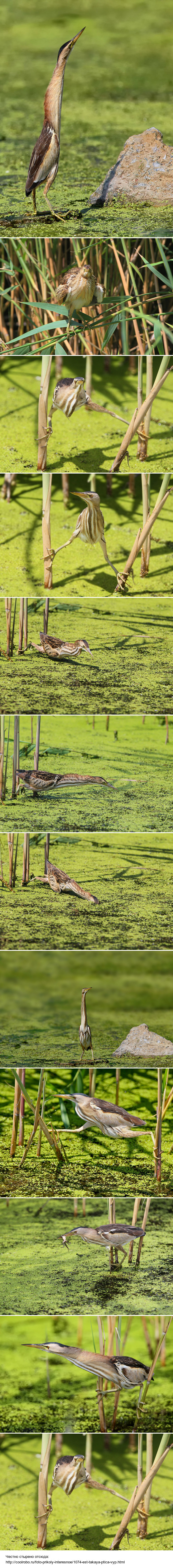 There is such a bird - bittern ... - Birds, Bittern, Swamp, Nature, Longpost