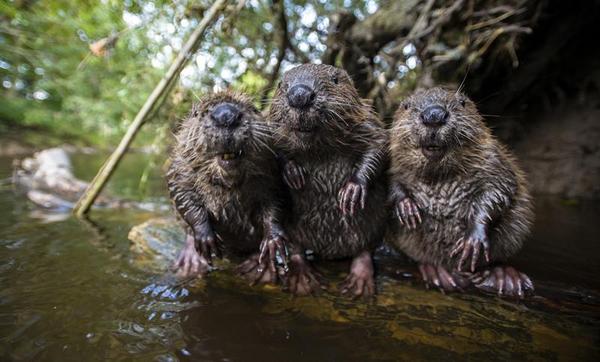 Turnkey houses! - Beavers, hut, Builders