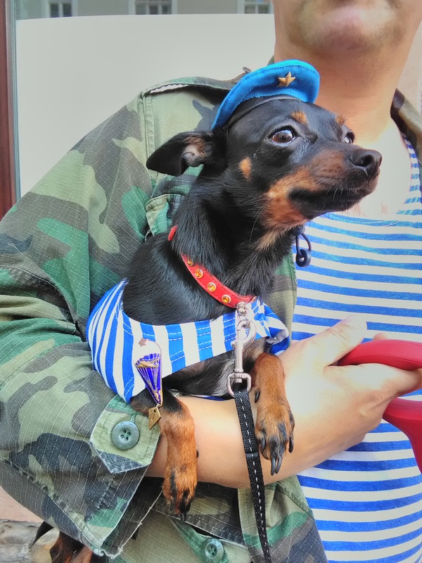 Chief paratrooper in Latvia :) - Dog, Airborne forces, Paratroopers, August 2, Beret, Striped vest