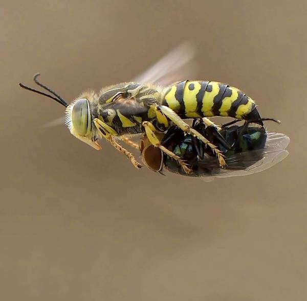 The wasp carries a fly. - The photo, Wasp, Муха