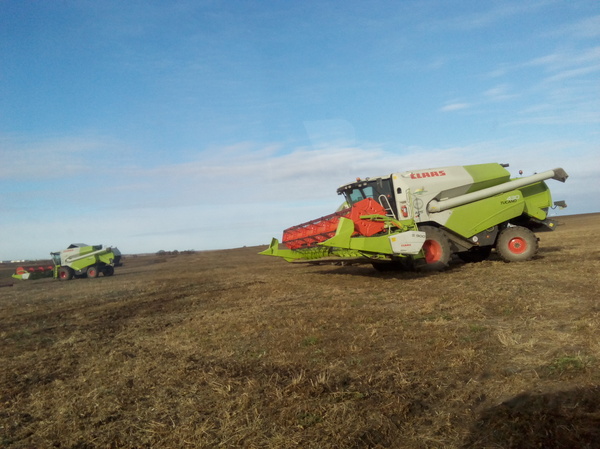 Another timing - Photo, Longpost, Soy, Сельское хозяйство, Cleaning, My