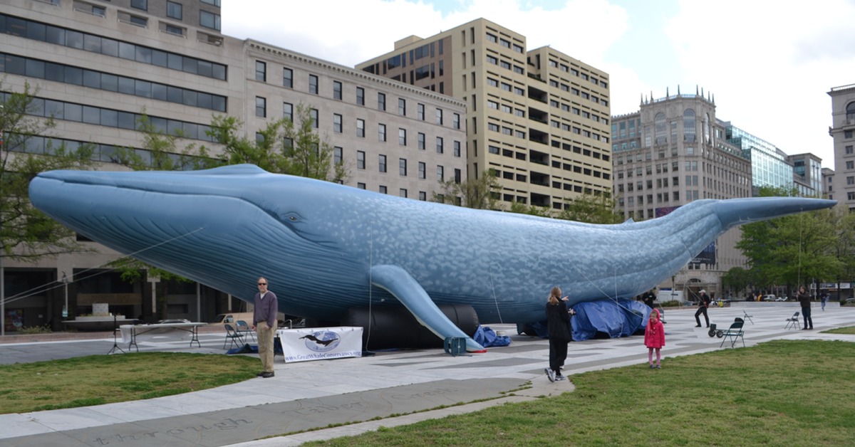 Сколько кит размер. Огромный кит. Самый большой синий кит. Самый большой кит Размеры. Размеры кита самого большого.