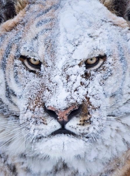 Tiger Arkady is very happy with the first snow! - Tiger, Snow, Winter