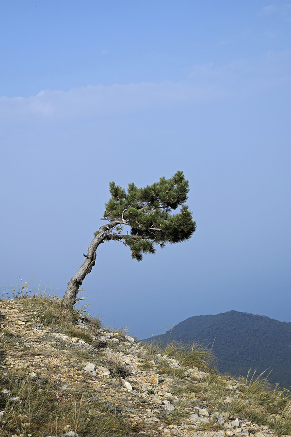 Loneliness on the edge - My, Crimea, Tree, The photo