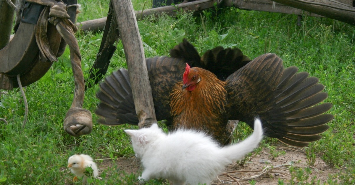 Под крыльями курицы. Курица с цыплятами. Курочка с цыплятами. Цыплята Петушки. Курица с цыплятами фото.