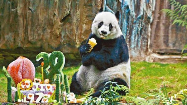 World's oldest panda dies in Hong Kong - Sadness, Panda