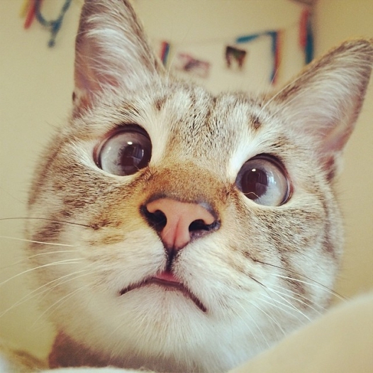 ���������� android ����������� ����� ��������