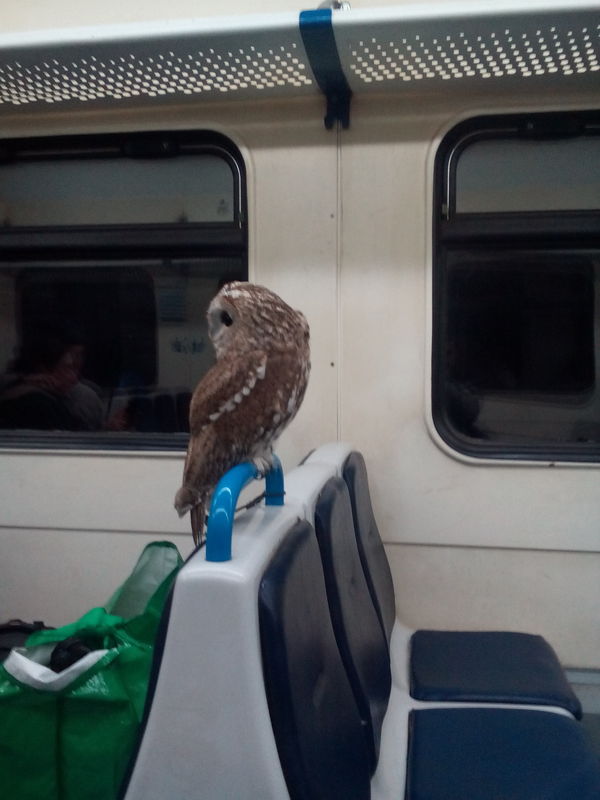 Passenger - My, Train, Owl
