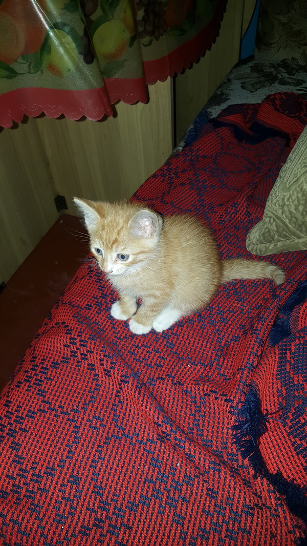 ��� ������