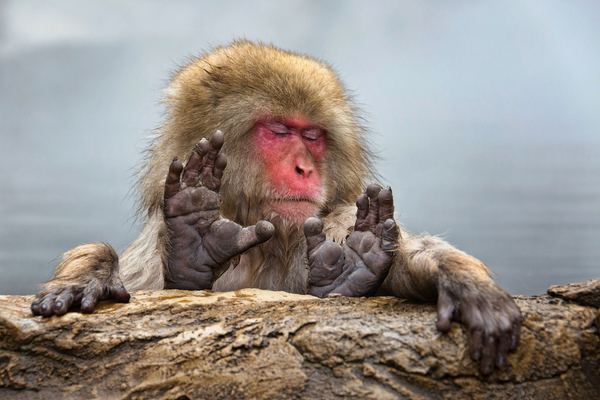 Sleep without hind legs - Photo, Monkey, Japanese macaque
