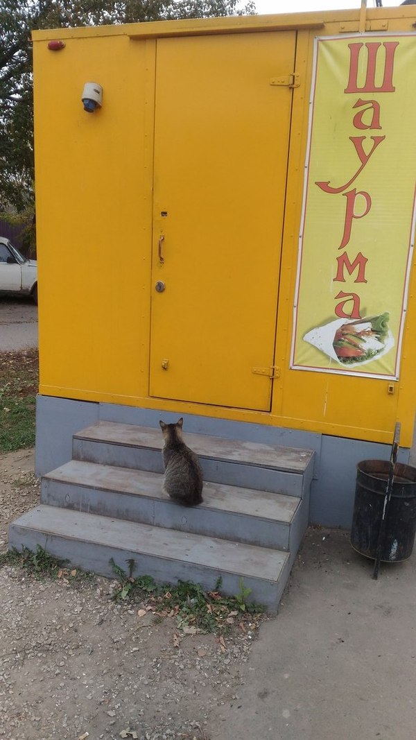 Waiting for fate - My, cat, , Shawarma