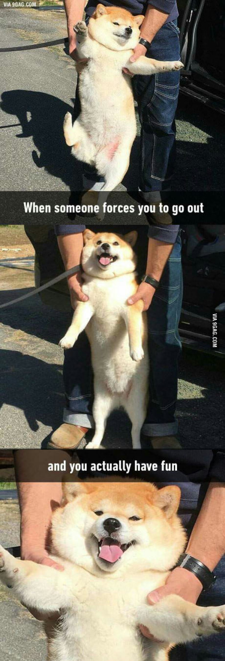 When someone makes you go out for a walk, but in fact you yourself want to. - 9GAG, Dog, Humor