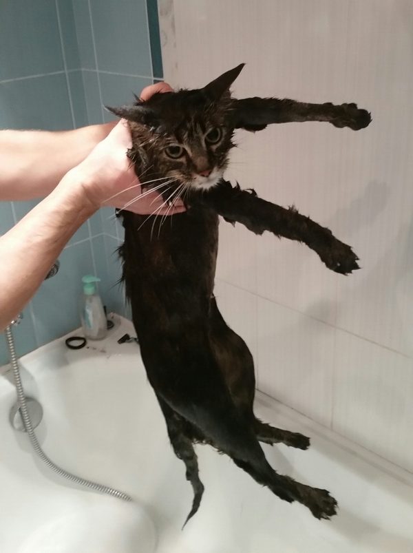 *bath day - My, cat, Bath, , , the washing up