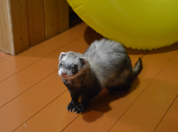 Ferret and hamster. Irresistible natural curiosity - My, Ferret, Hamster, Longpost, Cunyi, Experiment, Acquaintance