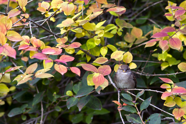 autumn sparrow - My, Photo, Pentax, Sparrow, Autumn