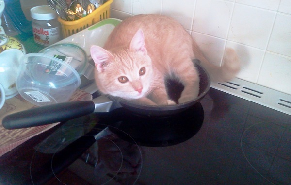 Until you feed me, I won't give you the frying pan! - My, Animals, Pet, The photo, Pan, cat, Cat Persik, Pets