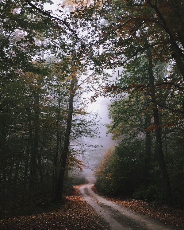 Autumn - Fog, Mobile photography, Forest, Autumn, Photo, My