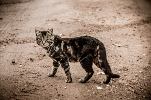 Local... - My, cat, , Village, The photo, Severity