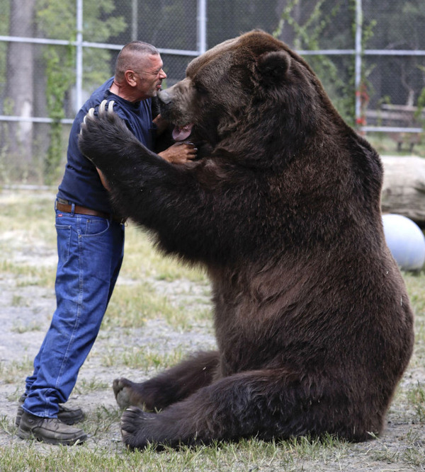 A Great Friend - The Bears, Kodiak, Friend, Longpost