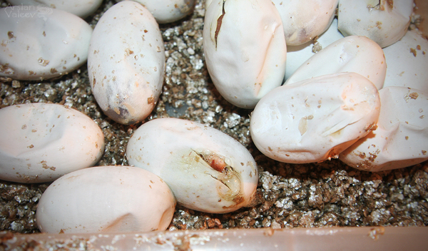 New Guinea taipan hatching from eggs - My, Snake, Poisonous animals, Taipan, Eggs, Hatching, Terrariumistics, Animals, Longpost