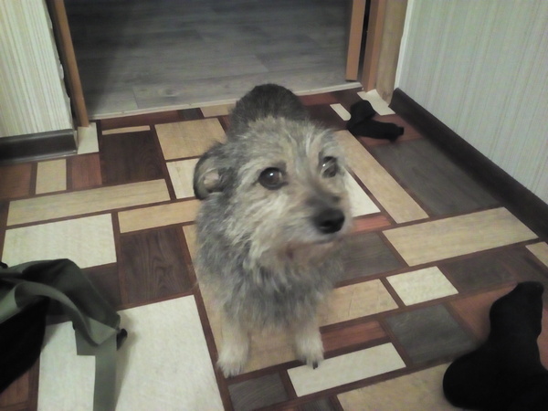 Порода собаки