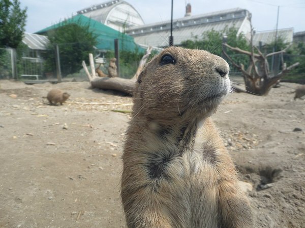 А не лукавишь ли ты часом? - Моё, Фото, Суслик, Зоопарк, Дерзость