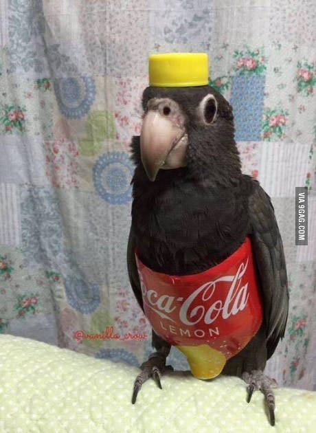 Назовите сами, я не смог - 9GAG, Не мое, Юмор, Попугай, Coca-Cola