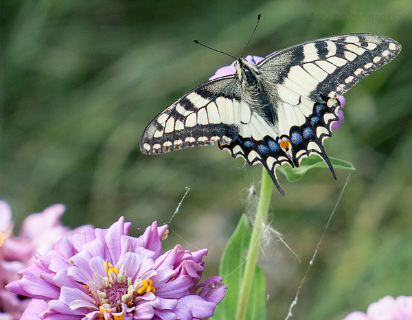 Sailboat Machaon - My, Photo, Butterfly, Swallowtail, The photo